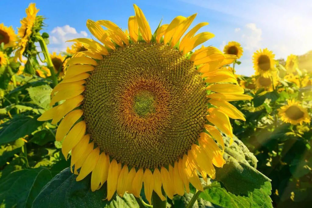 Non gmo gray mongolian sunflower samen