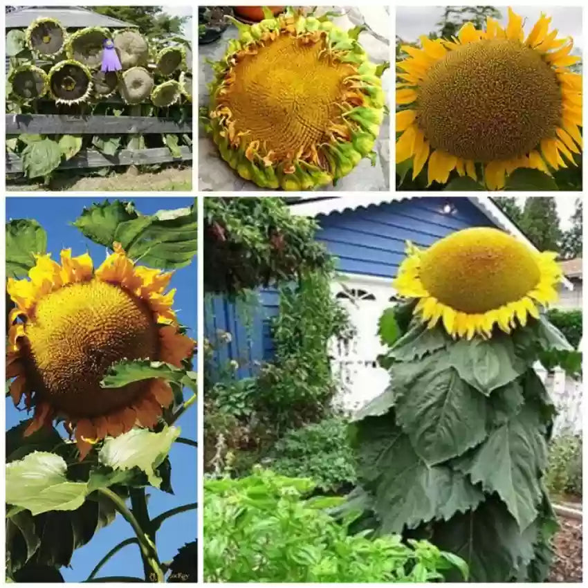 Gray mongolian sunflower samen for anpflanzung