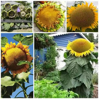 Gray mongolian sunflower samen for anpflanzung
