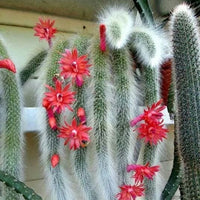Monkey Tail Cactus Blumensamen zur Aussaat einzigartig Cacti für Ihren Garten