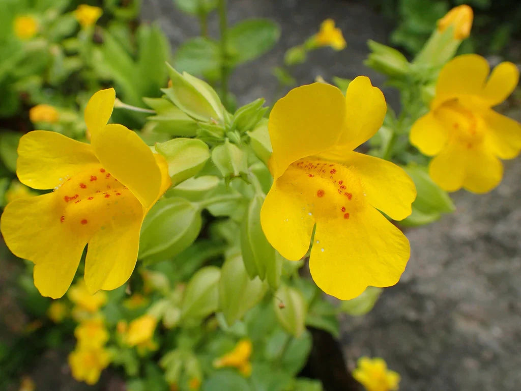 Non-gmo erythranthe samen for garten
