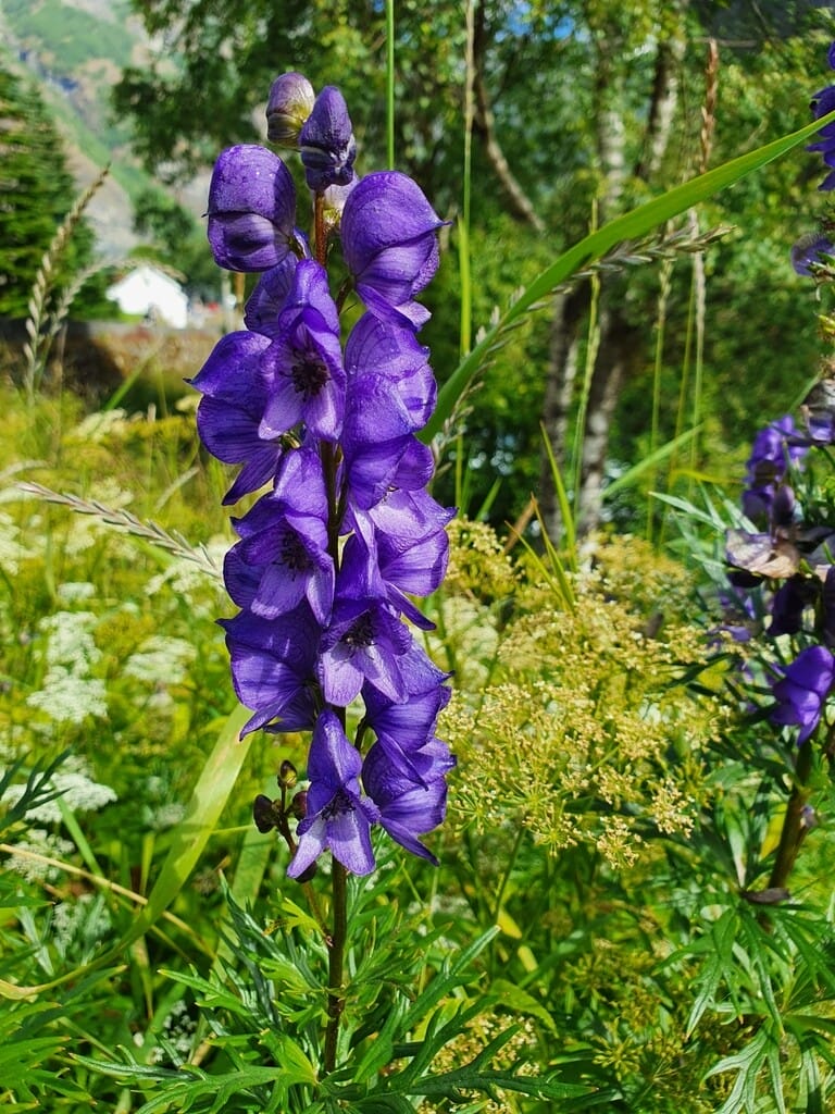 Aconitum Napellus Blumensamen zur Aussaat Schnitt Blume beliebt Traditionssorte & ohne Gentechnik Samen Hausgarten