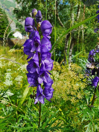 Aconitum Napellus Blumensamen zur Aussaat Schnitt Blume beliebt Traditionssorte & ohne Gentechnik Samen Hausgarten