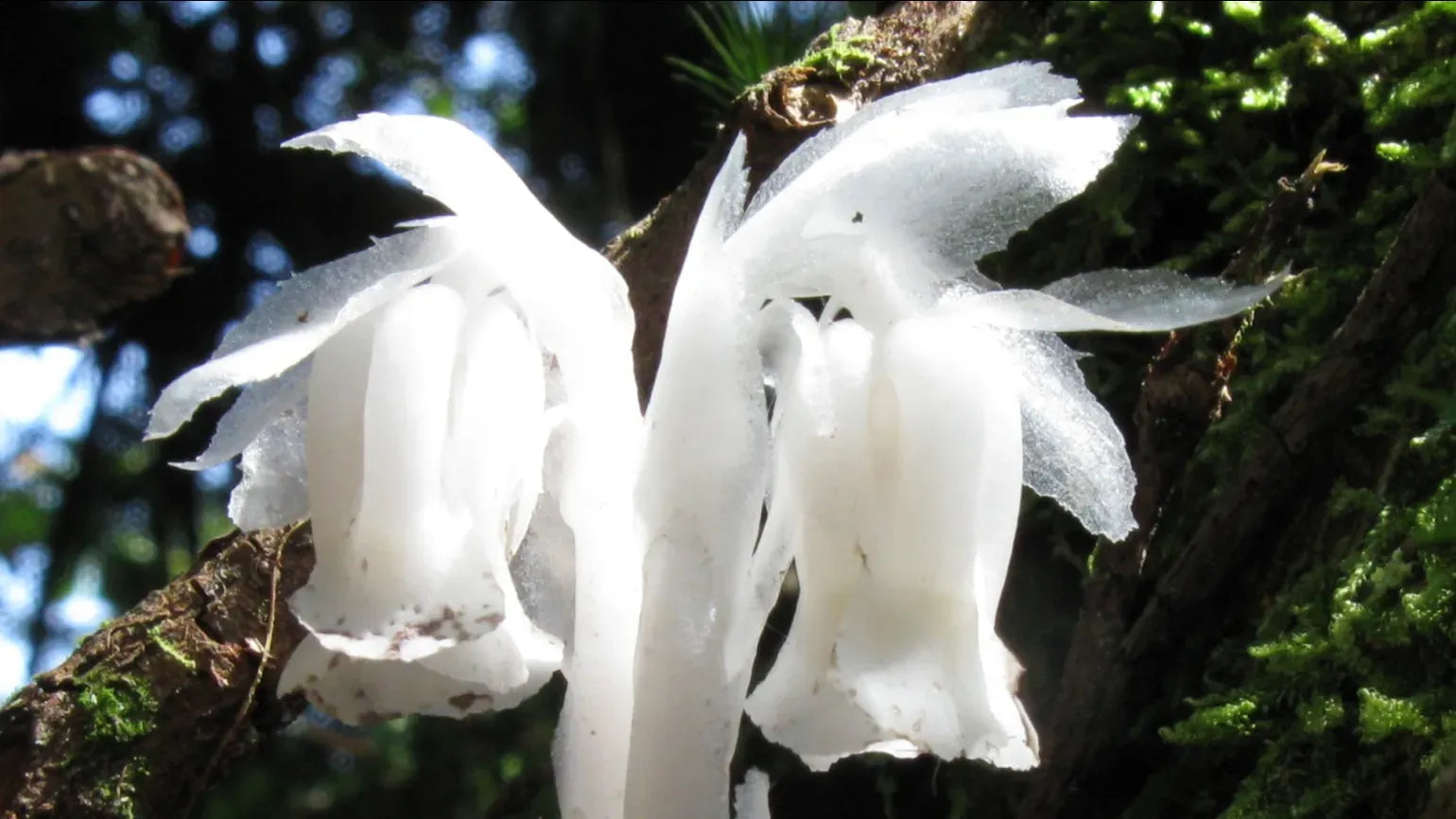 Weiß Monotropa Uniflora Blumensamen zur Aussaat – kompakt Wuchs – Traditionssorte & ohne Gentechnik Samen Hausgarten