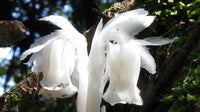Weiß Monotropa Uniflora Blumensamen zur Aussaat – kompakt Wuchs – Traditionssorte & ohne Gentechnik Samen Hausgarten