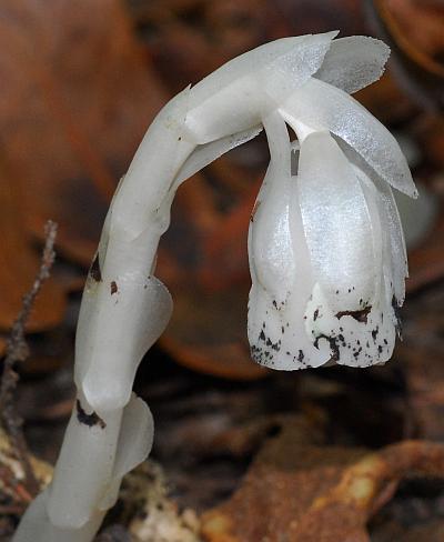 Weiß Monotropa Uniflora Blumensamen zur Aussaat – kompakt Wuchs – Traditionssorte & ohne Gentechnik Samen Hausgarten