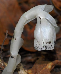 Weiß Monotropa Uniflora Blumensamen zur Aussaat – kompakt Wuchs – Traditionssorte & ohne Gentechnik Samen Hausgarten