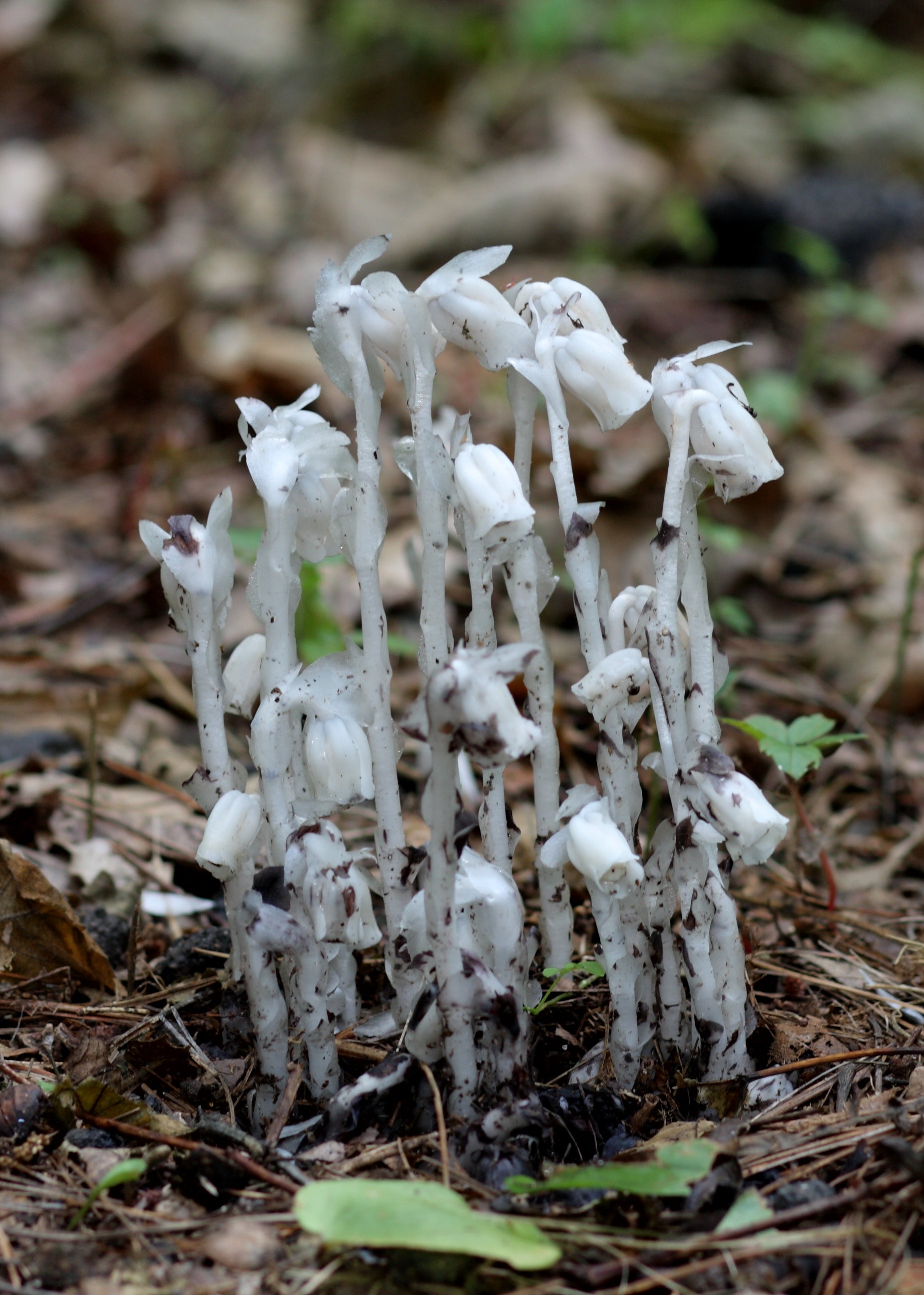 Monotropa Uniflora Samen – Aussaat the Enigmatic Indian Pipe Blume