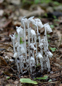 Monotropa Uniflora Samen – Aussaat the Enigmatic Indian Pipe Blume