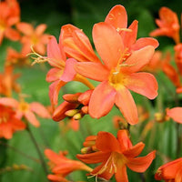 Orange Crocosmia Blumensamen zur Aussaat Schnitt Blume beliebt Traditionssorte & ohne Gentechnik Samen Hausgarten