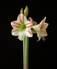 Traditionssorte Hippeastrum Rutilum Blumensamen zur Aussaat farbenfroh Schau Traditionssorte & ohne Gentechnik Samen Hausgarten