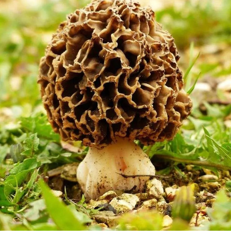 Morchella Esculenta Pilz Samen zum Pflanzen