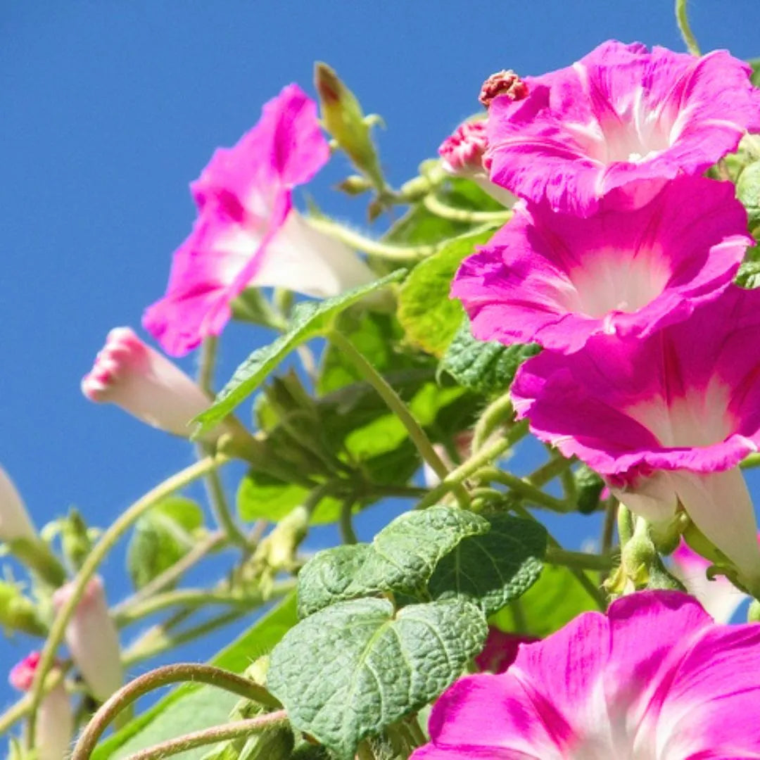 kletternd Blumensamen zur Aussaat Schnitt Blume beliebt Traditionssorte & ohne Gentechnik Samen Hausgarten