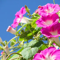 kletternd Blumensamen zur Aussaat Schnitt Blume beliebt Traditionssorte & ohne Gentechnik Samen Hausgarten