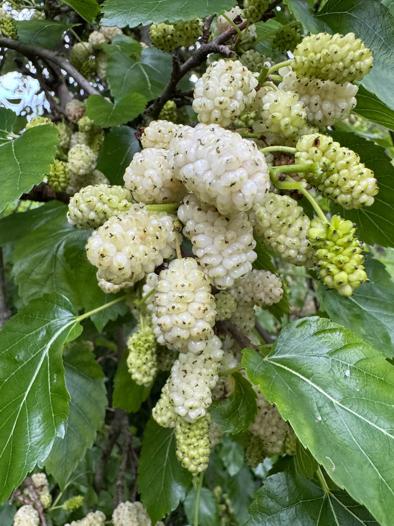 Semillas de morera blanca para cultivar fácilmente