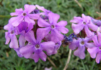 Lila Moss Eisenkraut Samen zur Aussaat – Garten Bodendecker