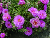 Traditionssorte Moss Blumensamen zur Aussaat sonnenliebend Traditionssorte & ohne Gentechnik Samen Hausgarten
