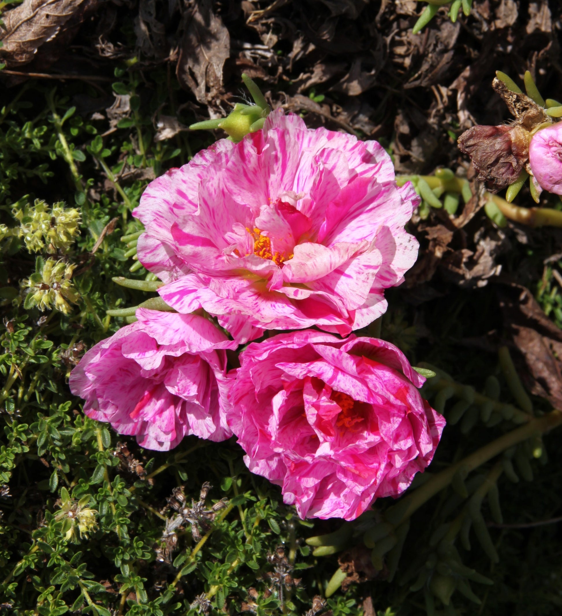 Rosa Moss Rose Blumensamen zur Aussaat – farbenfroh Schau – Traditionssorte & ohne Gentechnik Samen Hausgarten