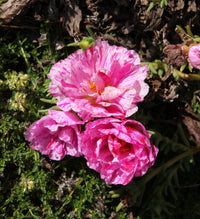 Rosa Moss Rose Blumensamen zur Aussaat – farbenfroh Schau – Traditionssorte & ohne Gentechnik Samen Hausgarten