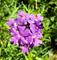 High germination violet moss verbena samen