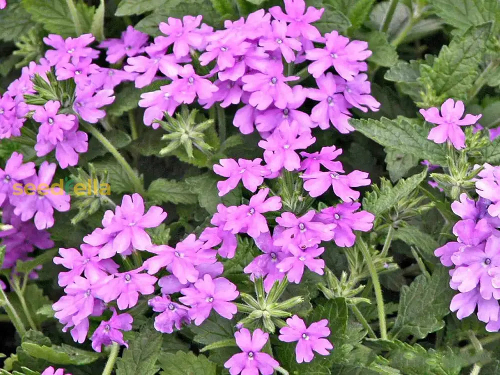 Violet moss verbena flowering samen for gardens