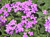 Violet moss verbena flowering samen for gardens