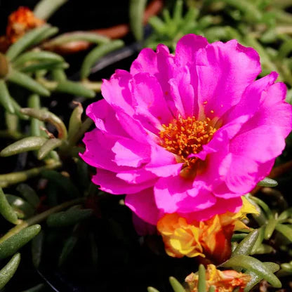 Rosa Portulaca Rose Blumensamen zur Aussaat – leuchtend – Traditionssorte & ohne Gentechnik Samen Hausgarten