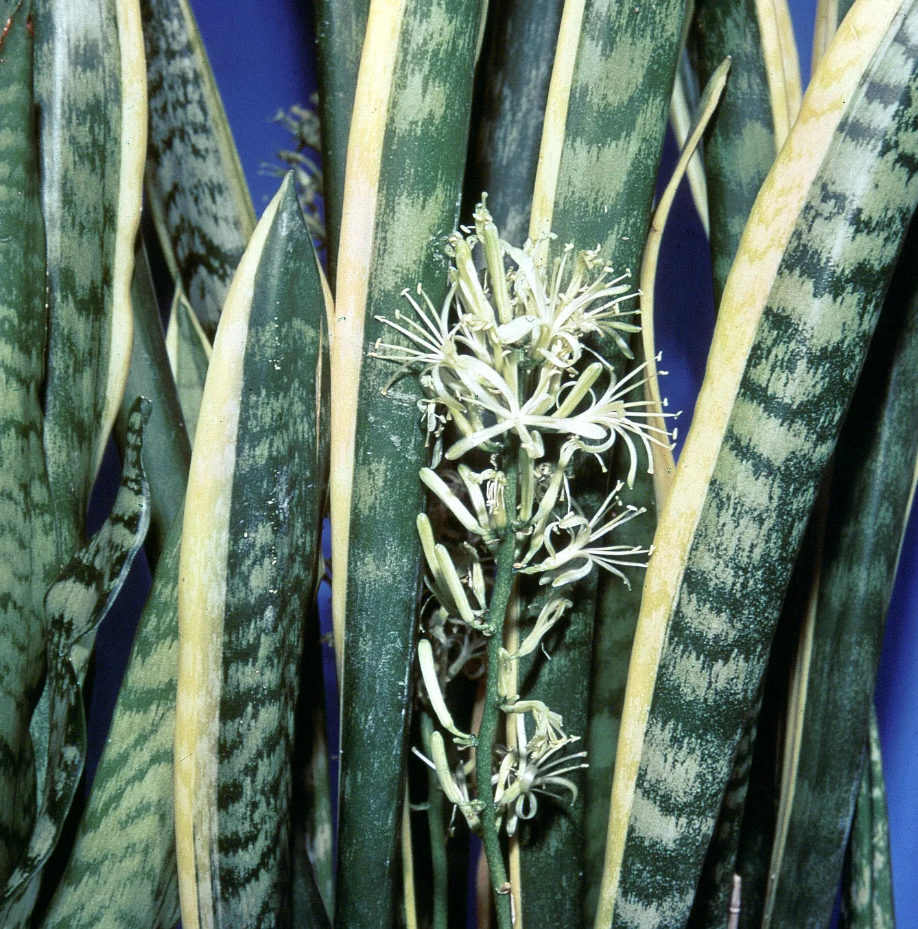 Sansevieria Blumensamen zur Aussaat – sonnenliebend – Traditionssorte & ohne Gentechnik Samen Hausgarten