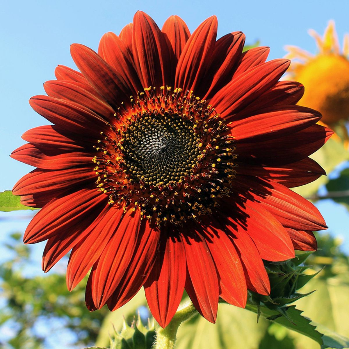 Moulin rouge sunflower in indoor topf display