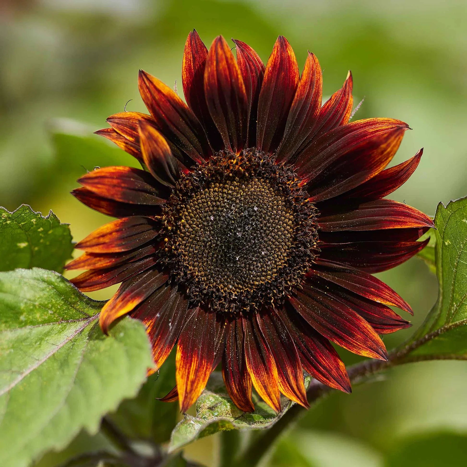 Ornamental moulin rouge sunflower pflanze