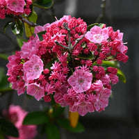 Rosa Laurel Samen zur Aussaat – elegant Rosa Blüten Garten und Rabatten