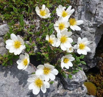 Weiß Burren Blumensamen zur Aussaat – Garten beliebt – Traditionssorte & ohne Gentechnik Samen Hausgarten
