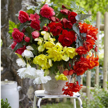 Begonia (begonia semitrailing) samen for anpflanzung in home garten