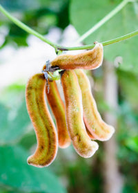 Mucuna Gemüse Samen zum Pflanzen
