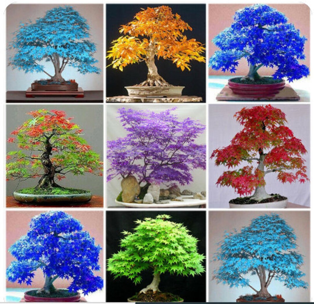 Multi colored maple bonsai garten samen for growers