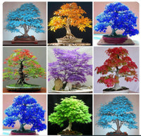Multi colored maple bonsai garten samen for growers
