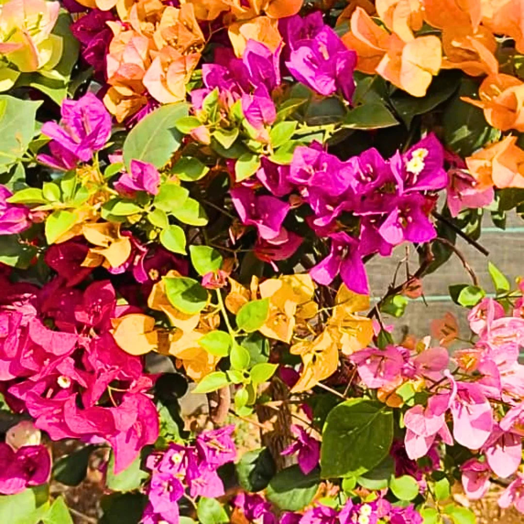 Gemischt Drillingsblume Blumensamen zur Aussaat – Garten beliebt – Traditionssorte & ohne Gentechnik Samen Hausgarten