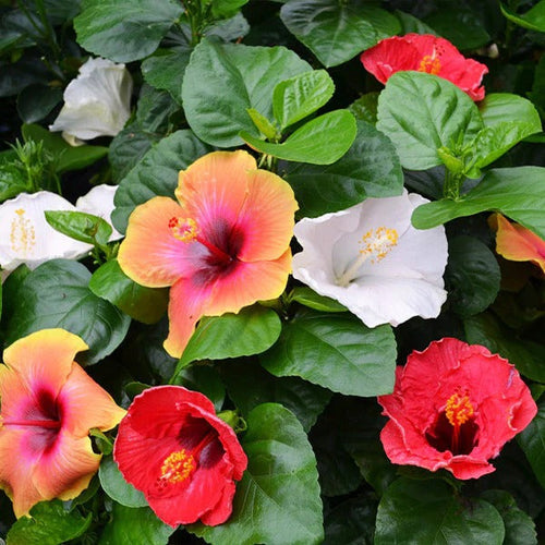 Multicolour hibiscus blume samen for anpflanzung hardy variety heirloom & gmo free samen for home garten
 
 sale samen for home garten anpflanzung