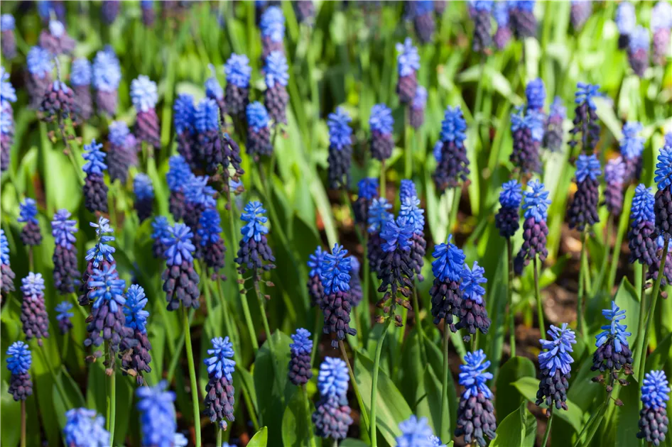 Latifolium Blumensamen zur Aussaat Wildblume Mischung Traditionssorte & ohne Gentechnik Samen Hausgarten