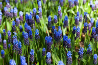 Latifolium Blumensamen zur Aussaat Wildblume Mischung Traditionssorte & ohne Gentechnik Samen Hausgarten