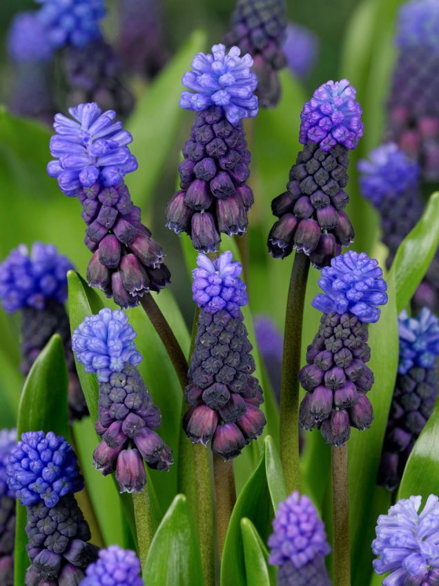 Latifolium Blumensamen zur Aussaat Wildblume Mischung Traditionssorte & ohne Gentechnik Samen Hausgarten