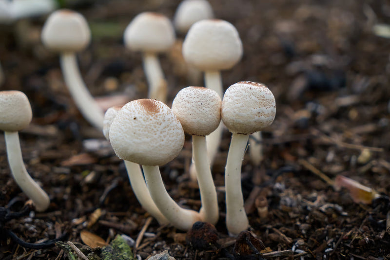 Semi di fungo da piantare Agaricus Bisporus orto cucina aiuola commestibile