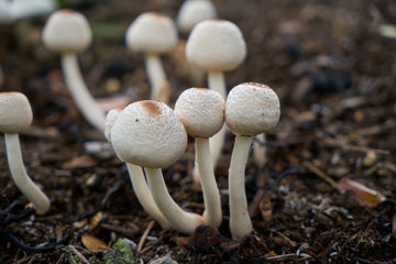 Pilz Samen zum Pflanzen Agaricus Bisporus kitchen garden edible bed