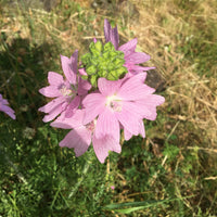 Rosa Musk Mallow Blumensamen zur Aussaat – Landhaus Garten wichtig – Traditionssorte & ohne Gentechnik Samen Hausgarten