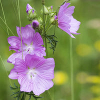 Musk mallow rosa blumen for garten
