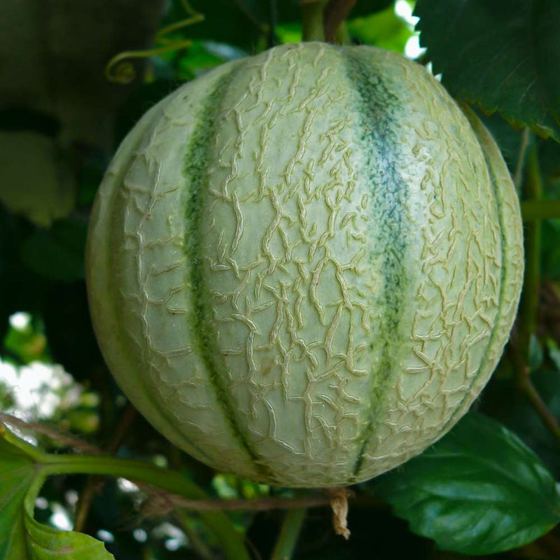Semi di melone verde, frutto, per una facile coltivazione