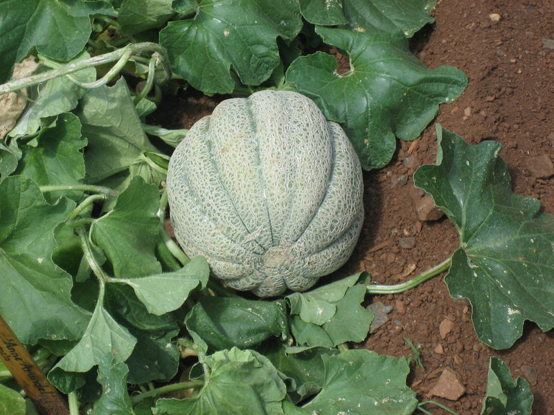 Cucumis melon Samen für einfaches Anpflanzen