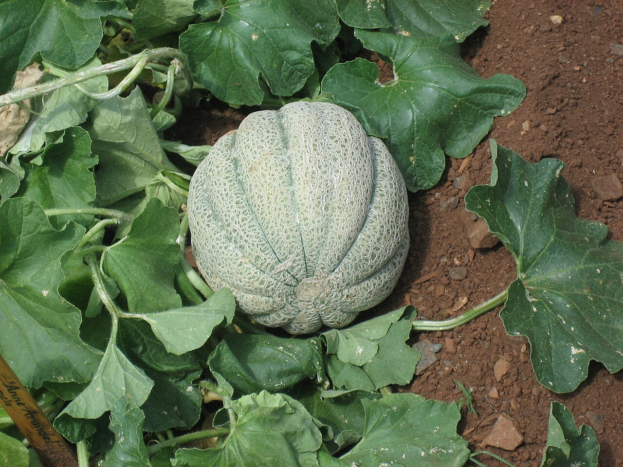 grüne Moschusmelone Frucht samen für einfaches Anpflanzen