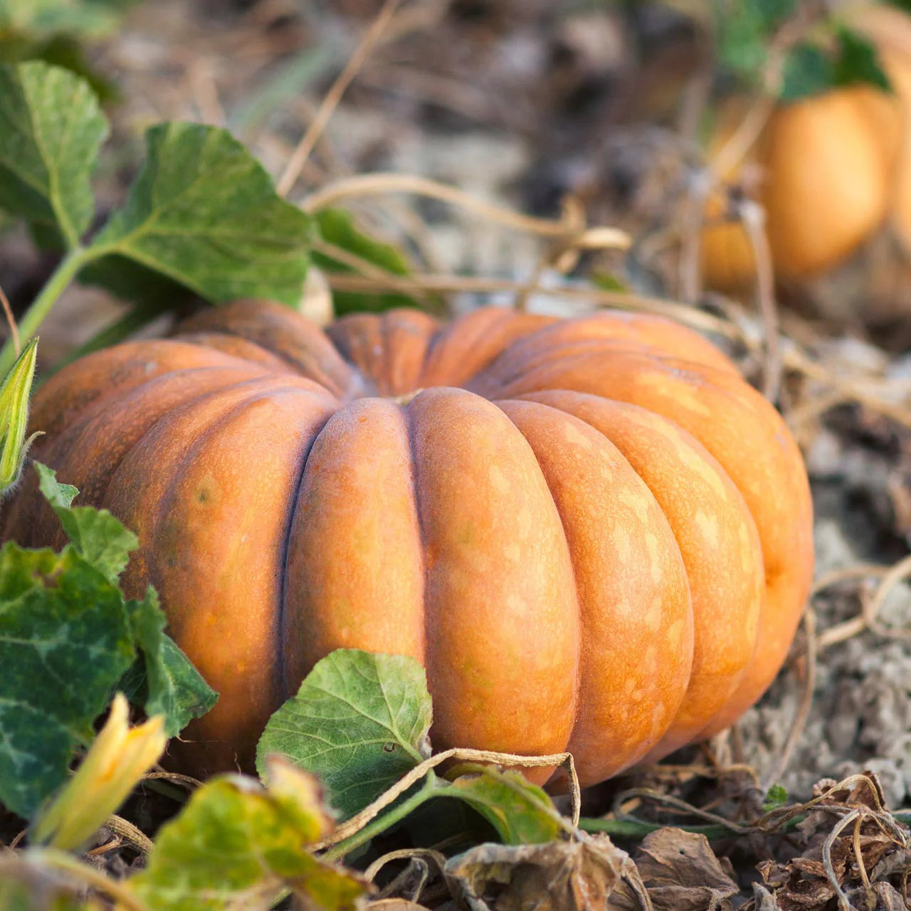 Fairytale Pumpkin Cucurbita pepo Plant Samen zum Pflanzen in Garden