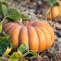 Fairytale Pumpkin Cucurbita pepo Plant Samen zum Pflanzen in Garden